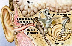 Заболевания ушей могут возникнуть из-за инфекций